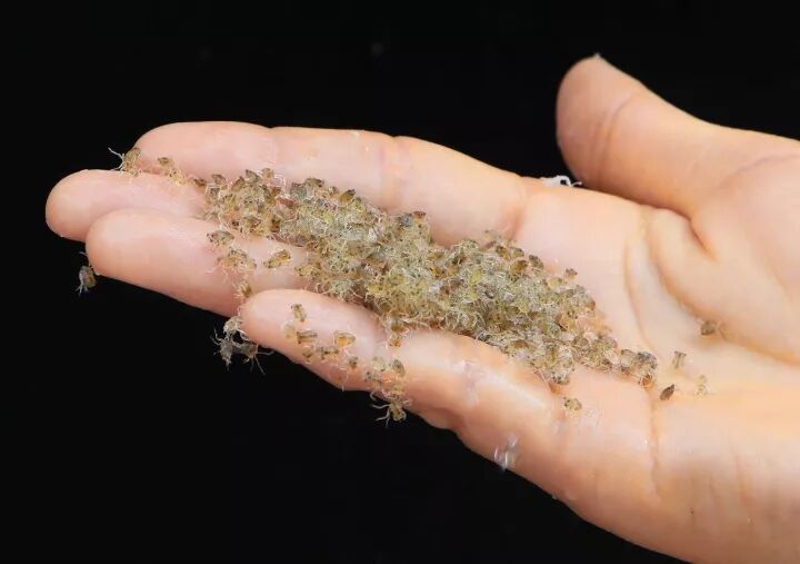如果这只大闸蟹 性成熟正常,它的成长就分为性腺发育,交配产卵,胚胎