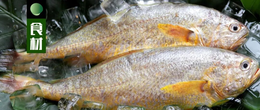 花胶入门指南 品种 公母 颜色 做法 你知多少 橄榄画报 微信公众号文章阅读 Wemp