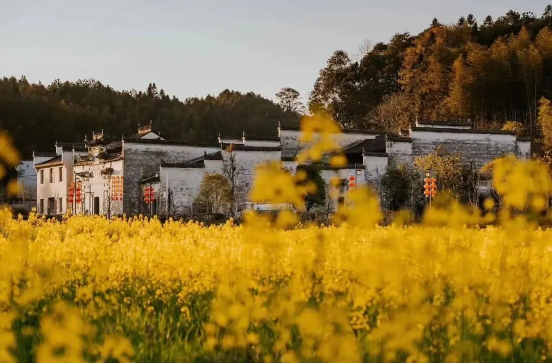 春天的婺源五彩就像是在流动徽州小众游