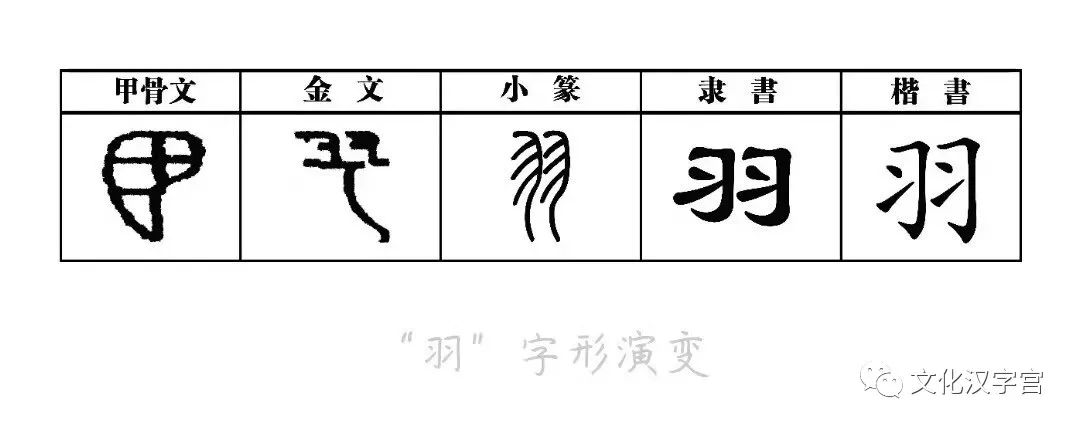 今日解字 羽 毛 文化汉字宫 微信公众号文章阅读 Wemp