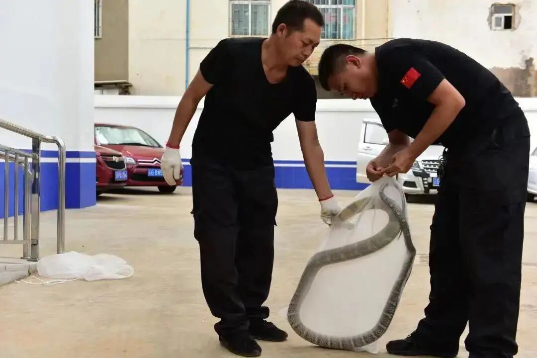 惊险！3米长的眼镜王蛇钻到他后背上