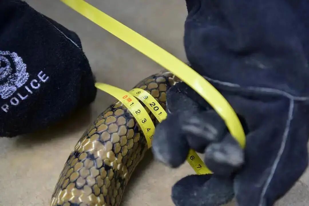 惊险！3米长的眼镜王蛇钻到他后背上