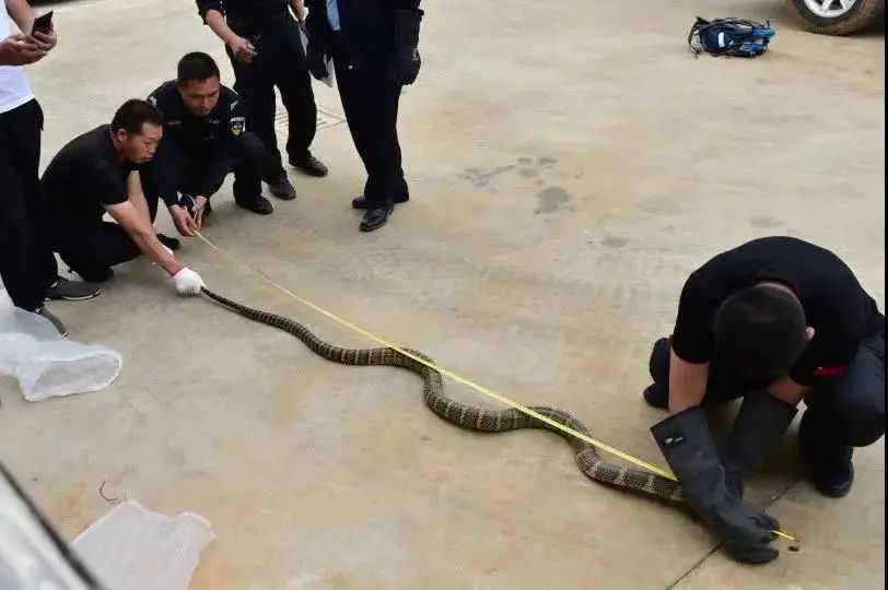 惊险！3米长的眼镜王蛇钻到他后背上