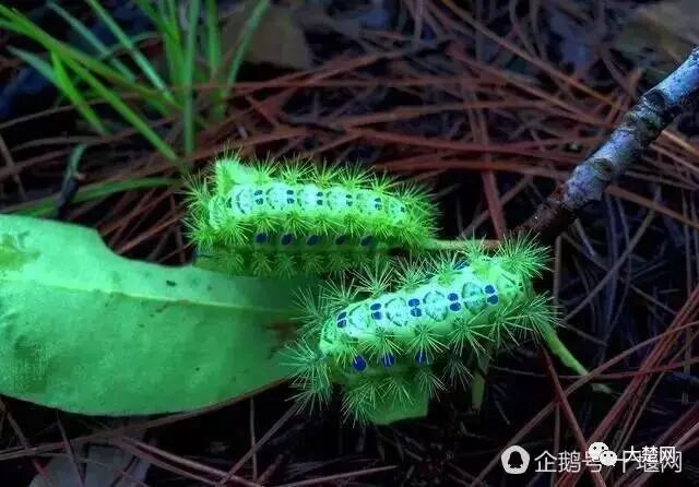 農村常見的害蟲 洋辣子 已經賣到0元一斤 大楚網 微文庫