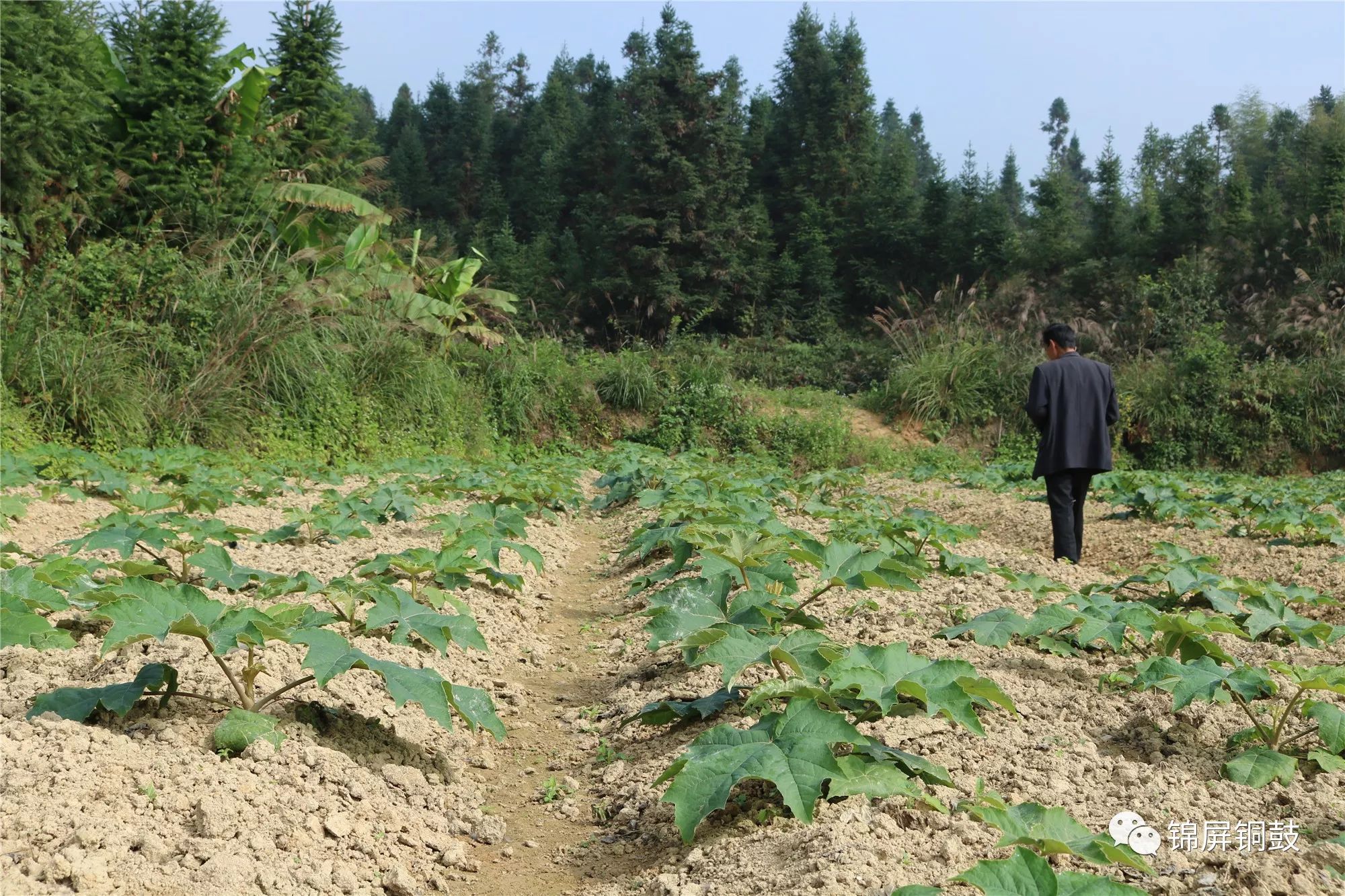 通过参观考察,大家对该药材基地的种植管理和发展前景给予充满肯定,并