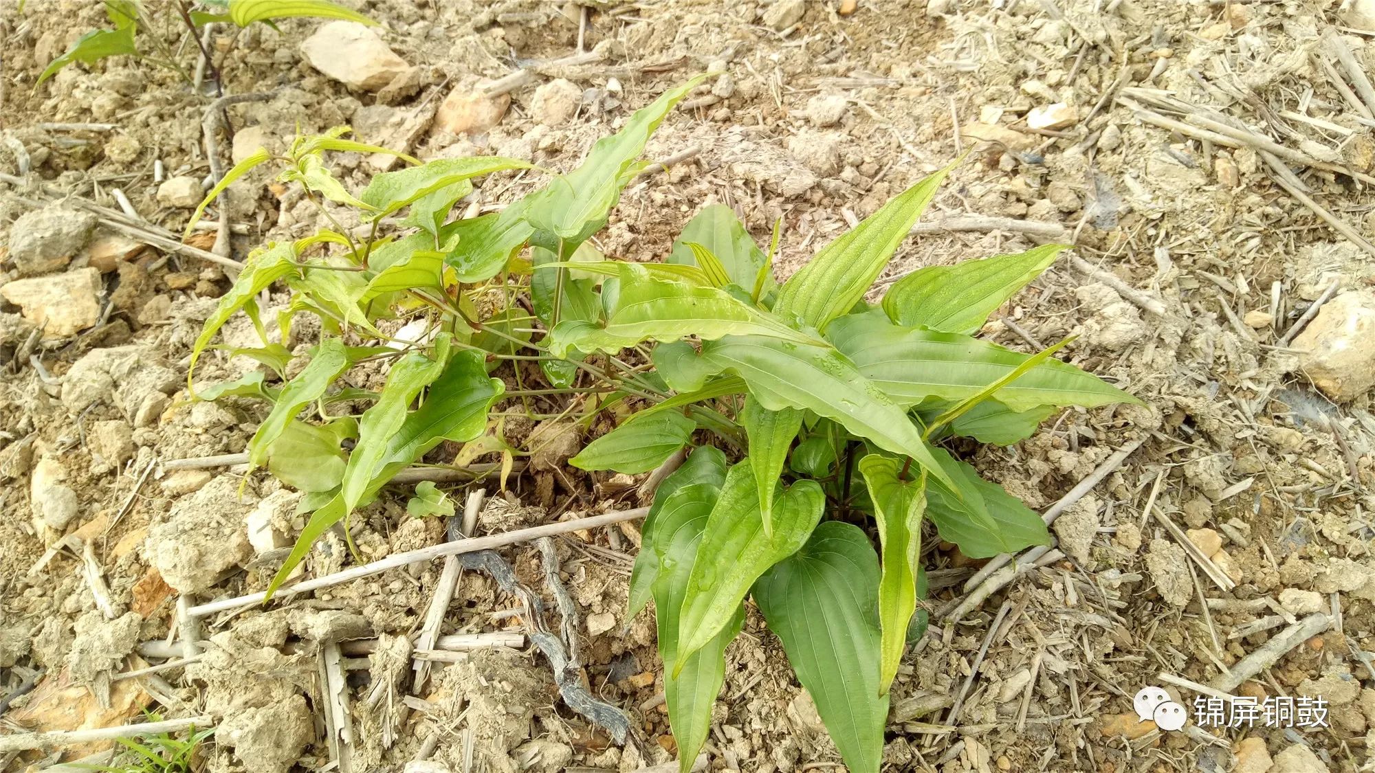 【考察】岔路村兩委率隊到昌昊金煌(貴州)中藥基地考察學習大百部,大