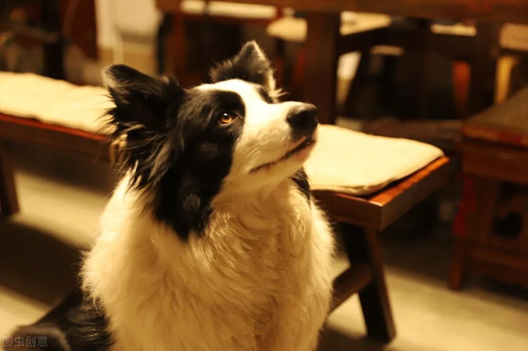 边境牧羊犬 纯种和串串如何区分 看这6个地方就行 宠物新鲜事