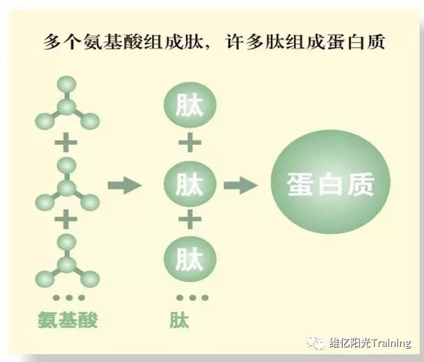 肽产品和营养保健品居然有这么大区别