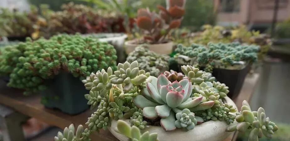 这几种常见的多肉植物有毒 你家里有养吗 新老人 微信公众号文章阅读 Wemp