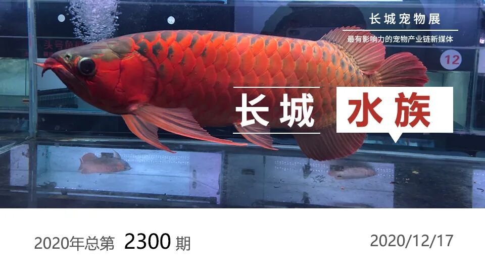 專訪印尼大湖HULU漁場產(chǎn)業(yè)聯(lián)盟：后疫情時代，印尼水族的變與不變