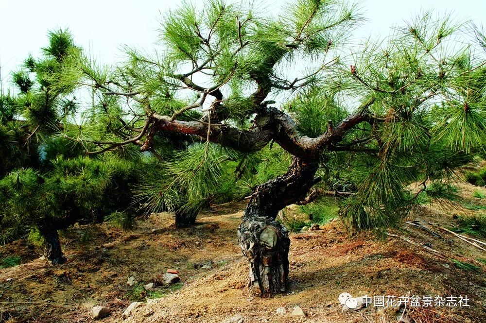 形优姿美话赤松