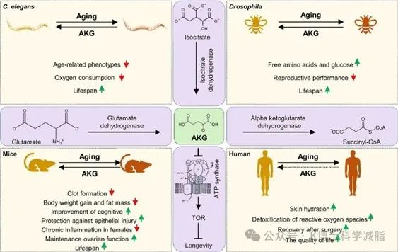 【转载】一文讲清楚AKG、PQQ、麦角硫因三大抗衰成分(图2)
