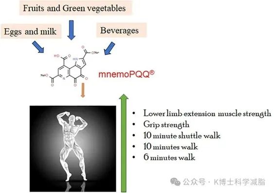 【转载】一文讲清楚AKG、PQQ、麦角硫因三大抗衰成分(图3)