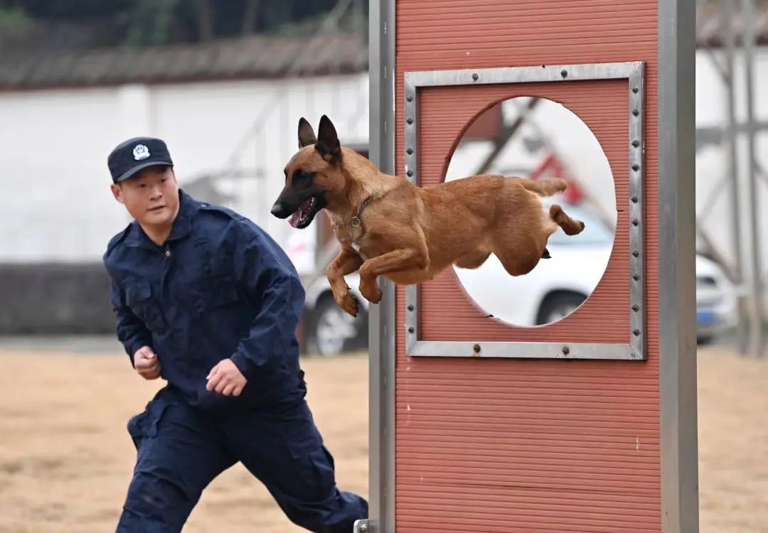 神犬奇兵是如何煉成的來看看無言戰友的警察節