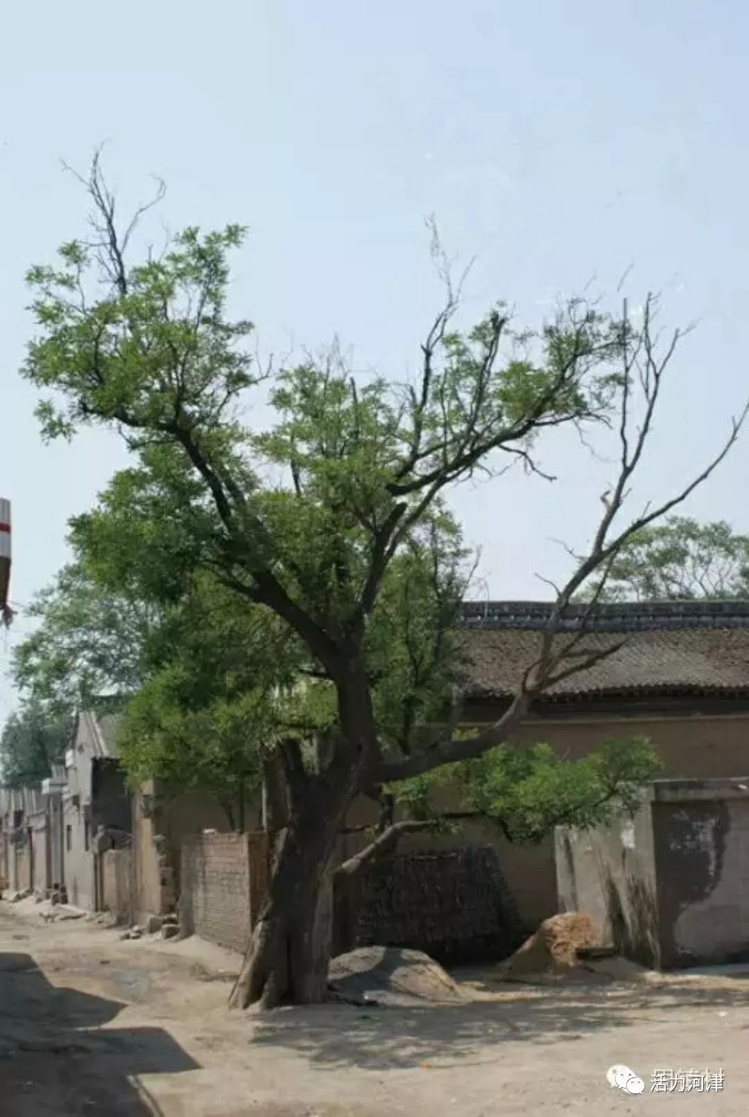 河津固镇村图片