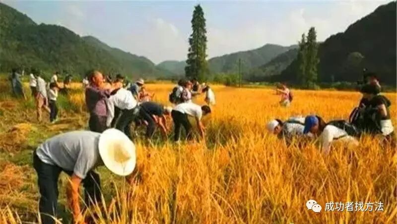 农村有前景的创业项目_农村创业项目有哪些_农村致富项目有元创业赚钱好项目