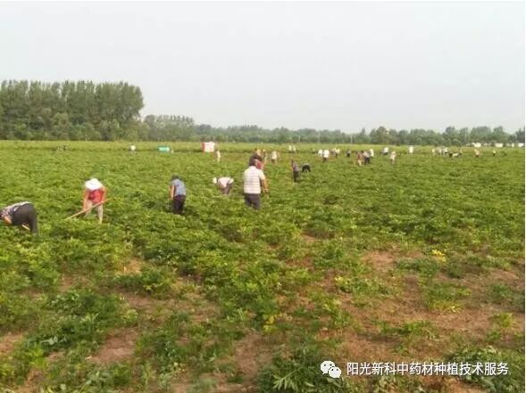 白芷种植的管理措施及病虫害防治 阳光新科中药材种植技术服务 微信公众号文章阅读 Wemp