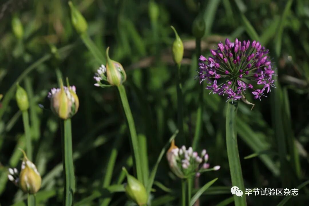 �Ͻھ²�ƺʢ�������ˣ����ι����ڴ�