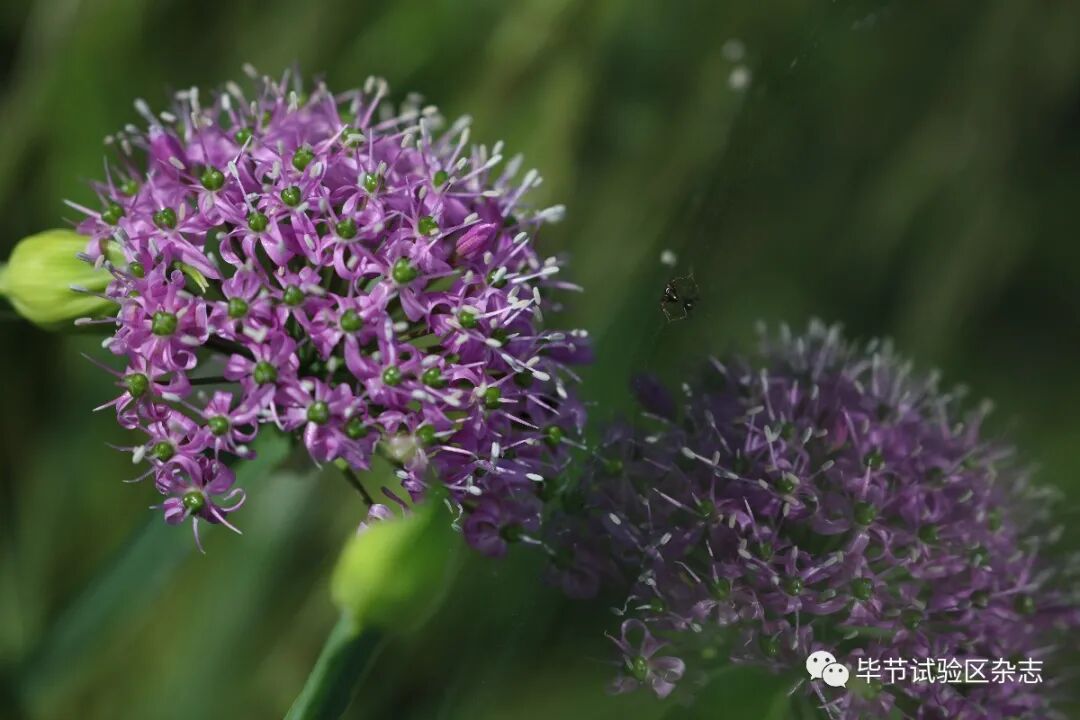 �Ͻھ²�ƺʢ�������ˣ����ι����ڴ�