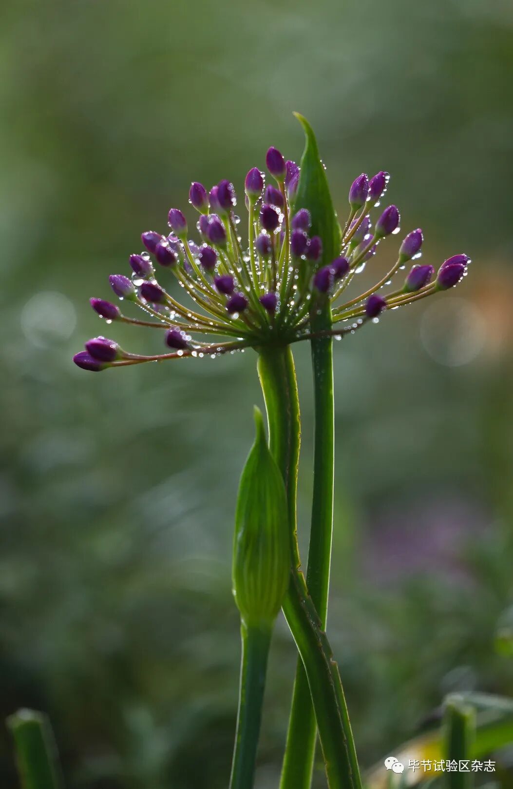 �Ͻھ²�ƺʢ�������ˣ����ι����ڴ�