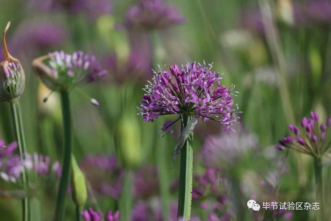 �Ͻھ²�ƺʢ�������ˣ����ι����ڴ�