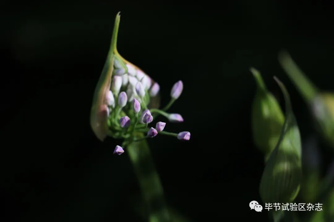 �Ͻھ²�ƺʢ�������ˣ����ι����ڴ�