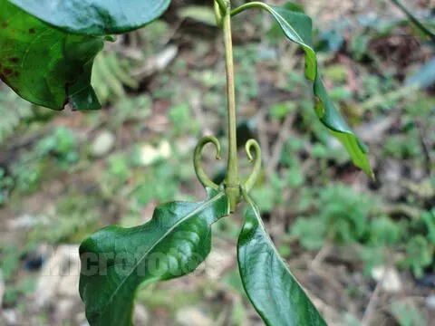 来源:茜草科植物钩藤,大叶钩藤,毛钩藤,华钩藤或无柄果钩藤的干燥带钩