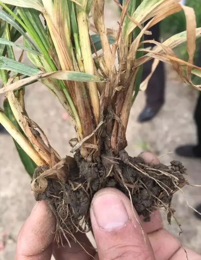 44张小麦病虫害高清图鉴建议收藏