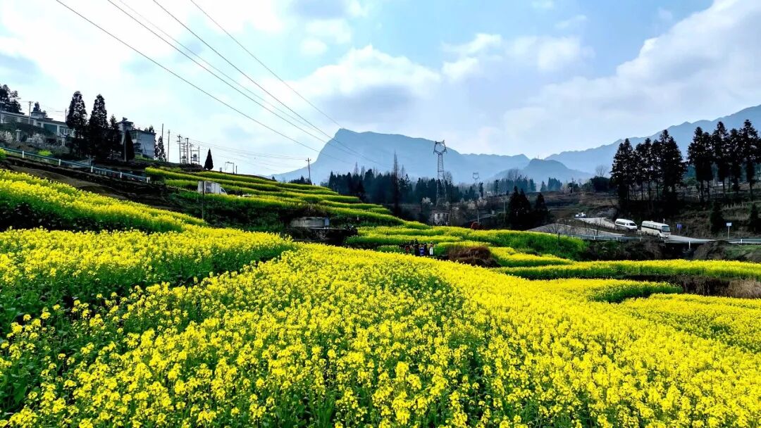 纳雍县勺窝镇:油菜花开"报"春信