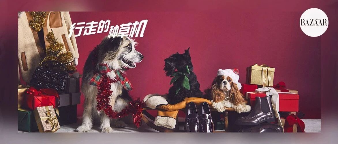 这年头，连宠物也流行凡尔赛了？