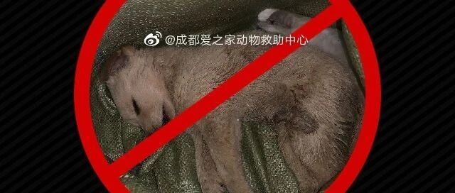 太恶劣!“宠物盲盒”爆卖，小猫小狗竟被塞货箱、活活憋死!中通快递深夜回应…