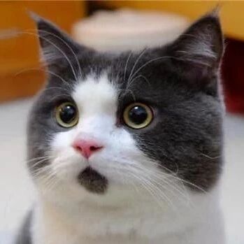 股民惊呆！13天狂拉10涨停，300亿牛股刚宣布，首批辉瑞新冠药已到货！第一大牛股暴涨406%，监管紧急出手！