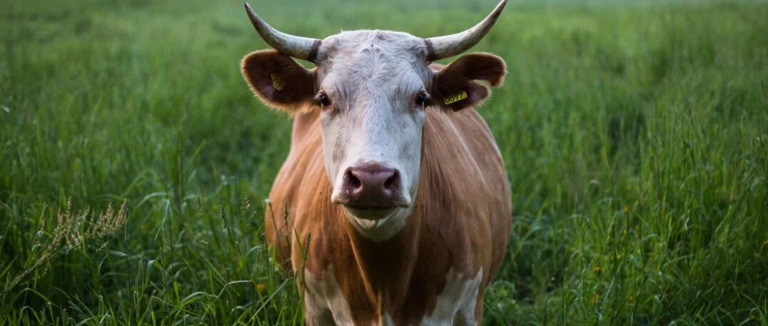 刚刚，A股又火了！创业板狂飙3%，半天成交破万亿！大批超级白马股暴涨“真香”，外资4天猛加仓540亿，网友：涨到怀疑人生…