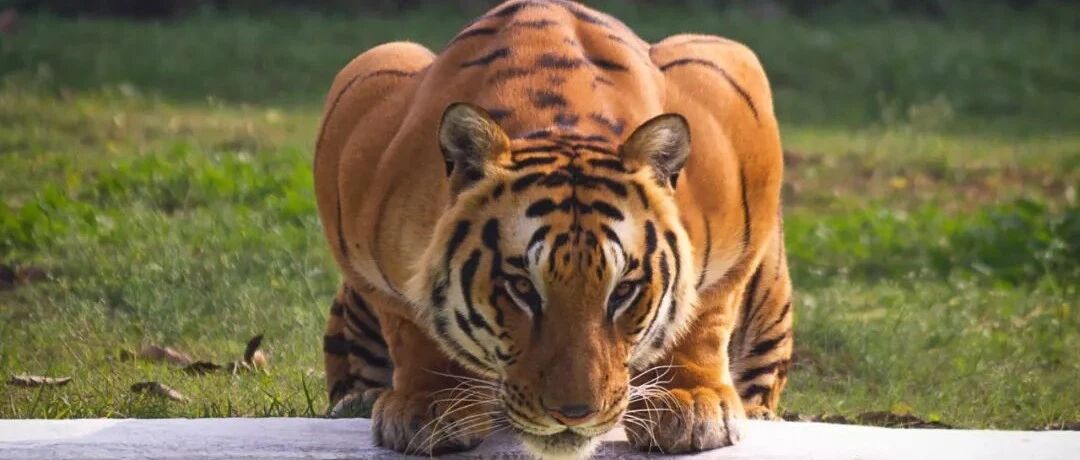 A股发红包，超3400家上涨！创业板跳水翻绿，竟成"男足"！冰墩墩彻底火了！B站员工过年加班猝死？最新回应来了