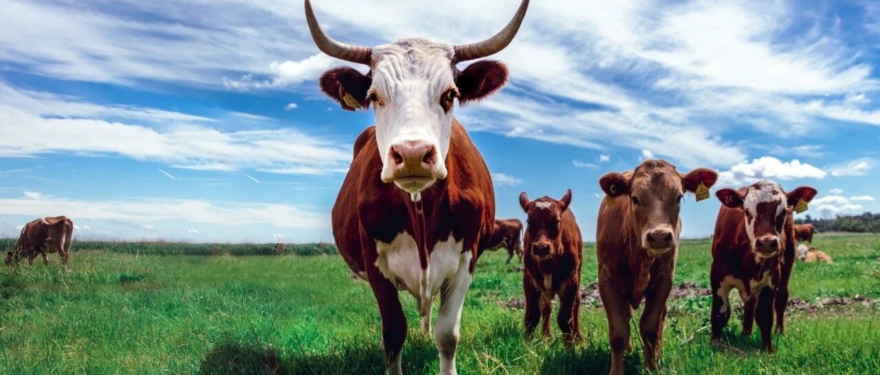 今天，A股彻底犇了！人均狂赚2万，1.6亿股民嗨了！银行、券商大面积涨停，牛市真的来了？开个户竟要等1小时