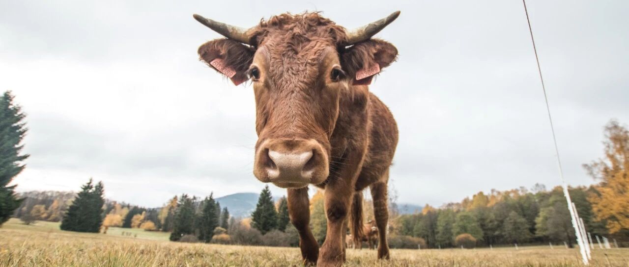 牛市归来！A股狂拉2.6%，保险股涨停！中芯国际却"崩了"，网友：越来越像中石油？