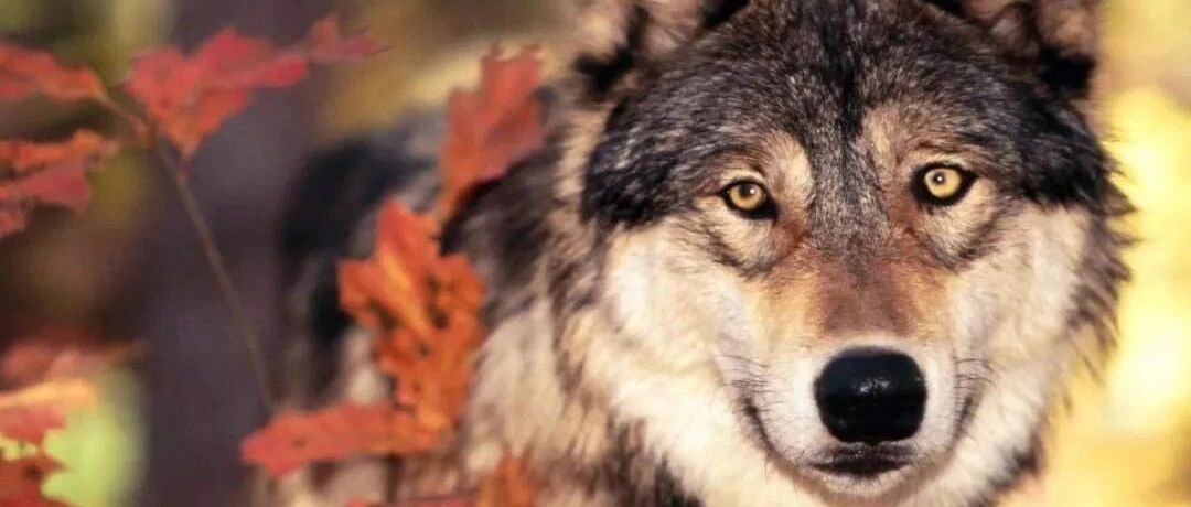 披着羊皮的狼 | 小鹏店外前途"挺尸"，北汽蓝谷大步"裁员"