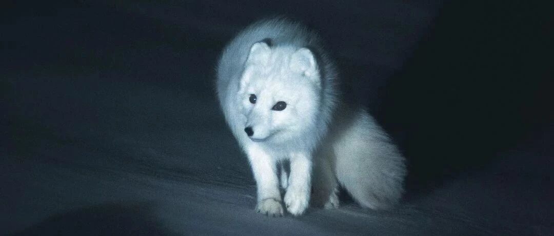 北汽新能源的“2B深渊”：2020暴跌83%，诺基亚大厦里的方向错误还在上演