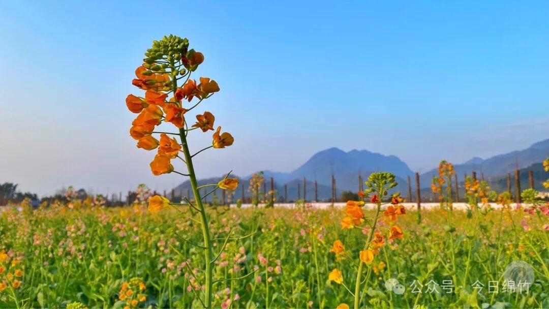 绵竹这两处五彩油菜花田惊艳盛放你去过吗