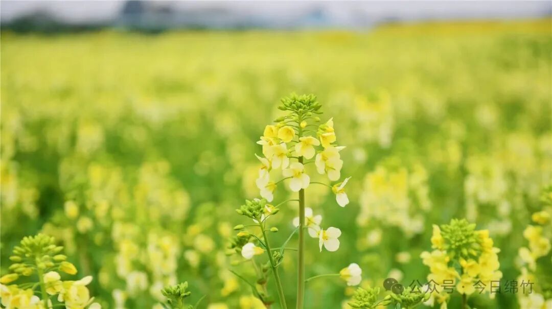 绵竹这两处五彩油菜花田惊艳盛放你去过吗
