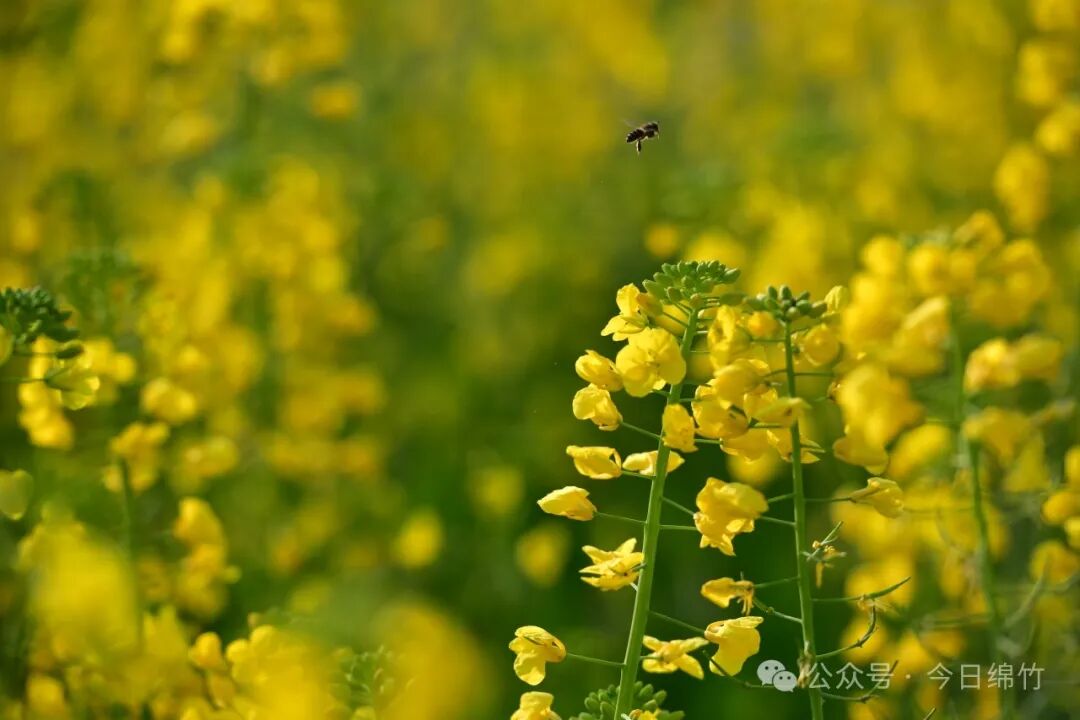 一眼心动绵竹美成这样最佳打卡地来了
