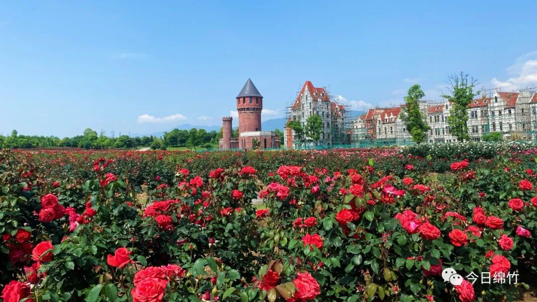 大片的玫瑰,月季已经悄然开放绵竹人家门口的迪士尼月季园"点击图片