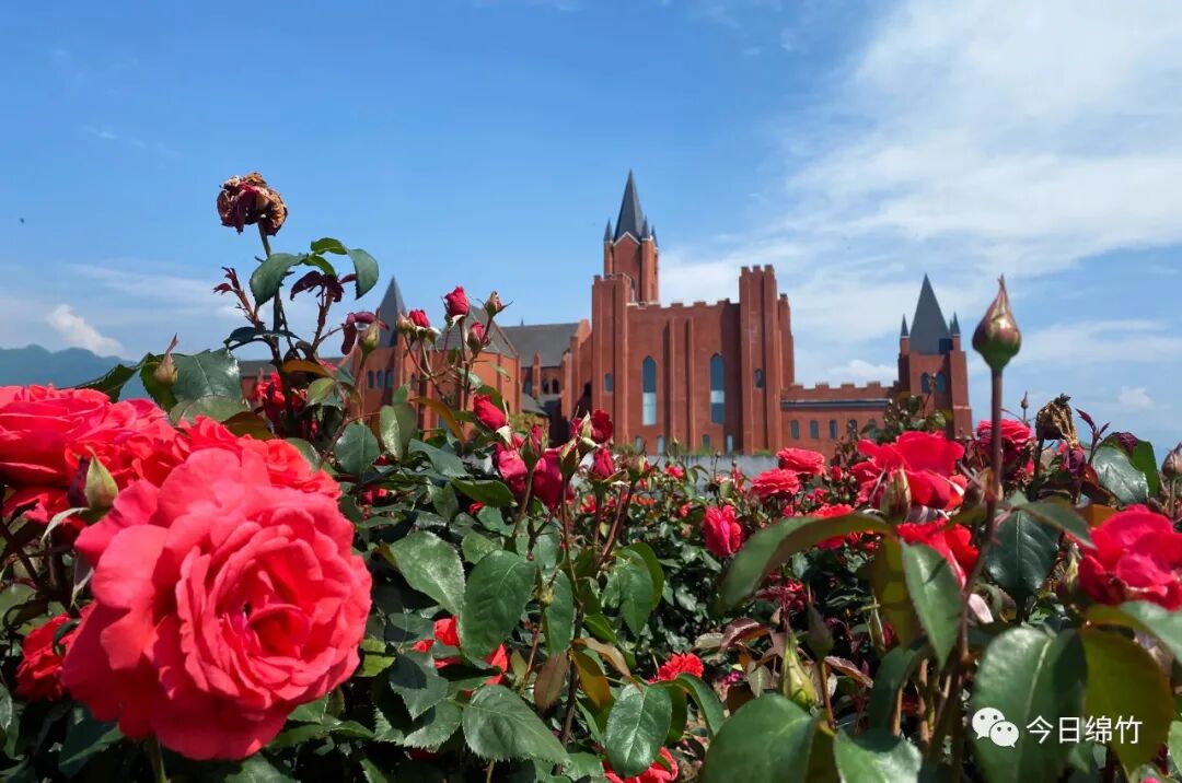 大片的玫瑰,月季已经悄然开放绵竹人家门口的迪士尼月季园"点击图片