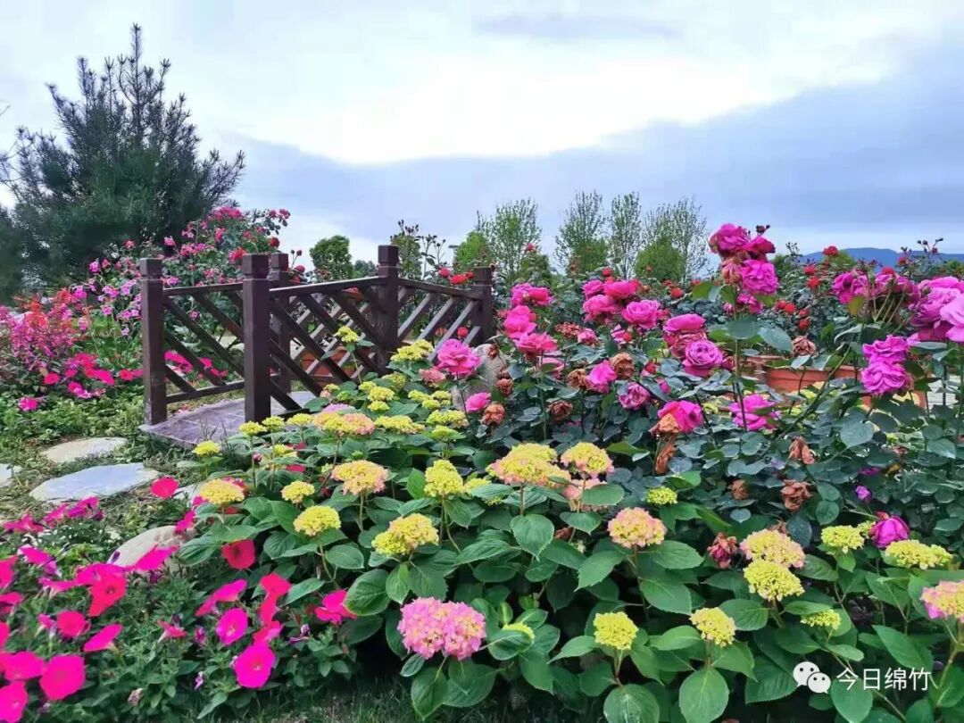 美翻了绵竹已被浪漫花海包围周末赶紧去浪