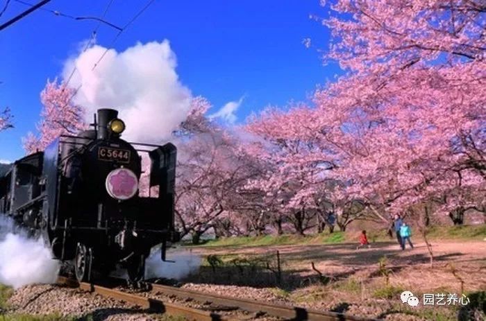 園藝療法| 櫻花與日本人的物哀文化心理 家居 第11張