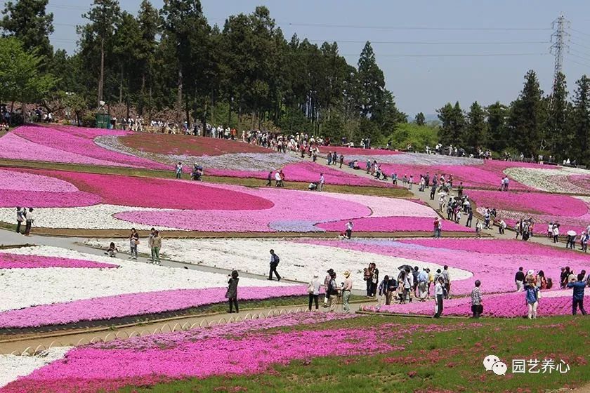 園藝療法| 櫻花與日本人的物哀文化心理 家居 第9張