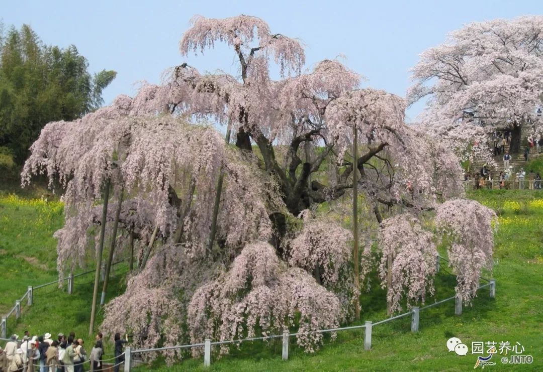 園藝療法| 櫻花與日本人的物哀文化心理 家居 第3張