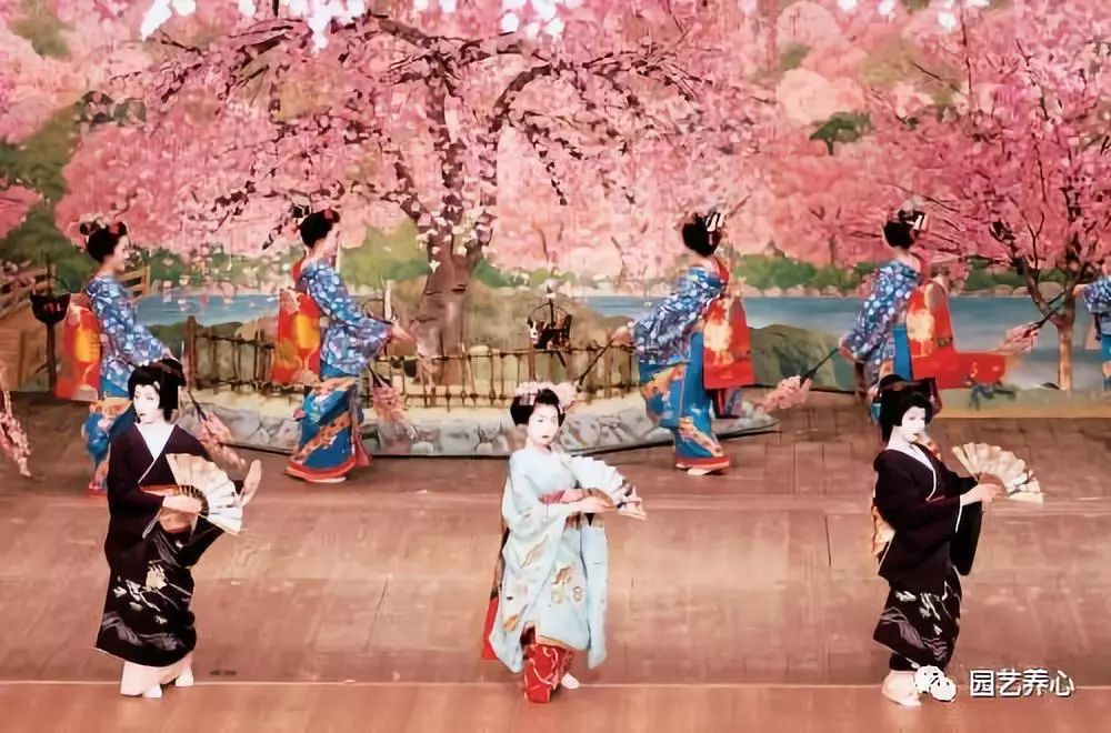 園藝療法| 櫻花與日本人的物哀文化心理 家居 第7張