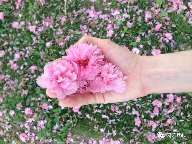 園藝療法| 櫻花與日本人的物哀文化心理 家居 第8張