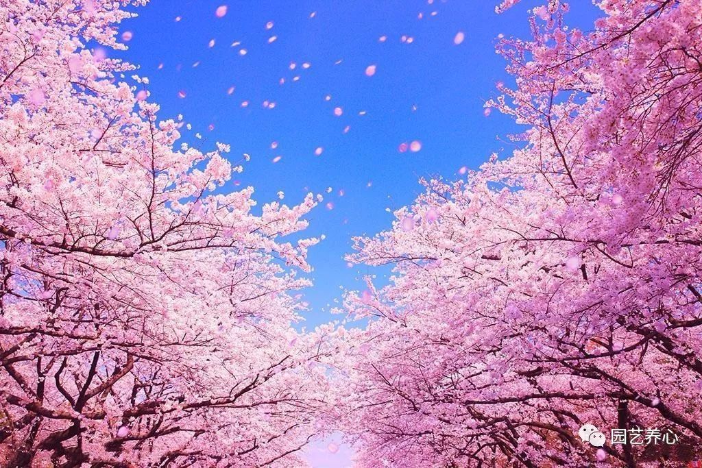 園藝療法| 櫻花與日本人的物哀文化心理 家居 第2張